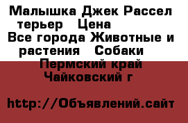 Малышка Джек Рассел терьер › Цена ­ 40 000 - Все города Животные и растения » Собаки   . Пермский край,Чайковский г.